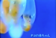 ソニートリニトロンカラーのCM(1973年)